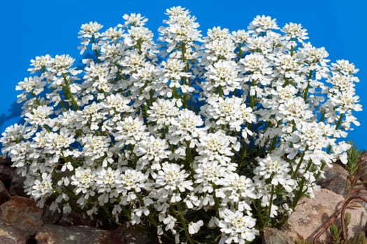Schleifenblume, Iberis, sempervierens