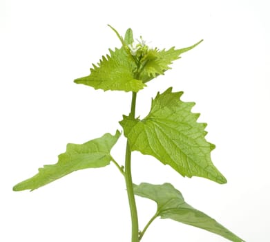 Knoblauchsrauke  Alliaria petiolata