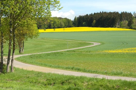 Rapsfeld, fruehling