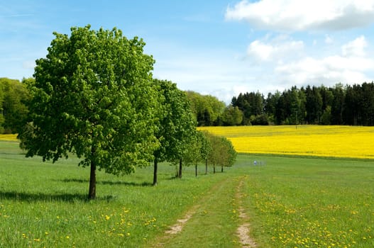 Rapsfeld, fruehling