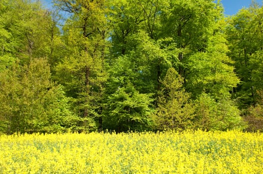 Beech Forest,Forest,Early Year