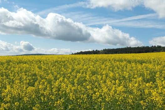 Rapsfeld, fruehling