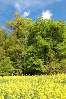 Beech Forest,Forest,Early Year