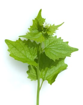 Knoblauchsrauke  Alliaria petiolata
