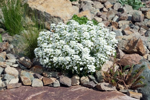 Schleifenblume, Iberis, sempervierens