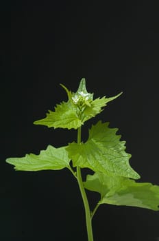 Knoblauchsrauke  Alliaria petiolata
