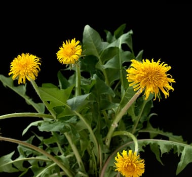 Loewenzahn  Loewenzahnbluete, Taraxacum