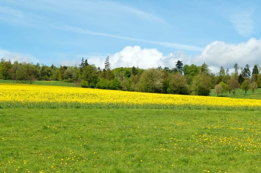 Rapsfeld, fruehling