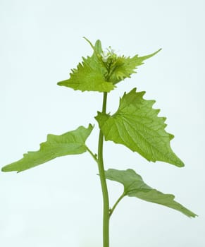Knoblauchsrauke  Alliaria petiolata