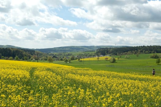 Rapsfeld, fruehling