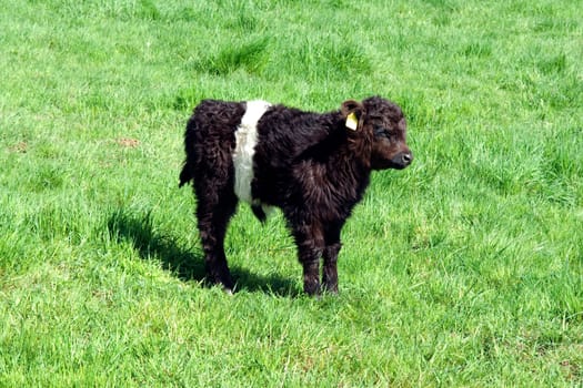 Galloway-Sattelrind, Belted, Galloway