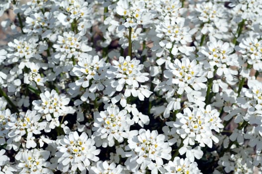 Schleifenblume, Iberis, sempervierens