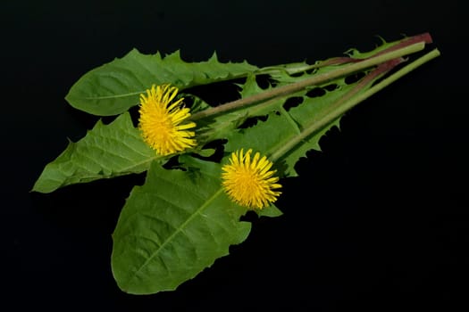 Loewenzahn  Loewenzahnbluete, Taraxacum