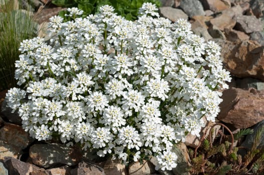 Schleifenblume, Iberis, sempervierens