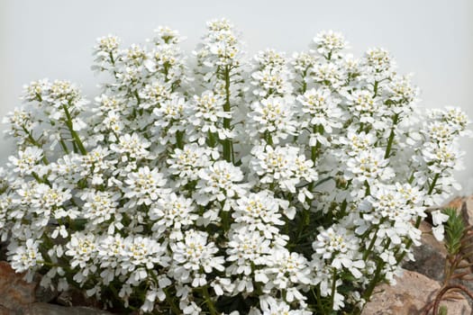 Schleifenblume, Iberis, sempervierens