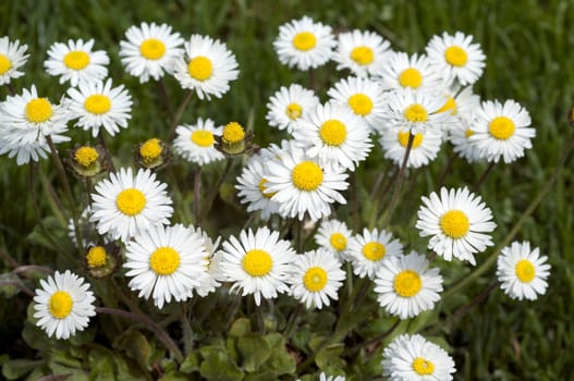 Gaensebluemchen  Bellis  Perennis