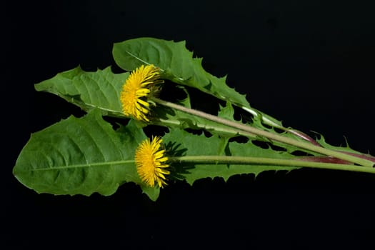 Loewenzahn  Loewenzahnbluete, Taraxacum