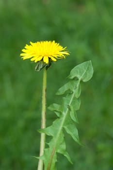 Loewenzahn  Loewenzahnbluete, Taraxacum