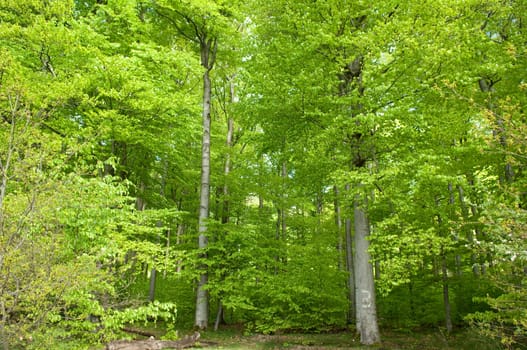 Buchenwald, Wald, Fruehjahr
