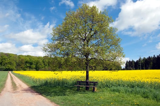 Rapsfeld, fruehling