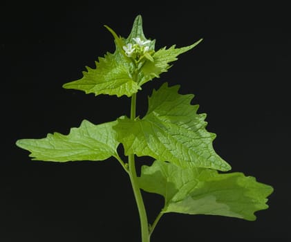 Knoblauchsrauke  Alliaria petiolata