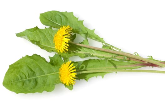 Loewenzahn  Loewenzahnbluete, Taraxacum