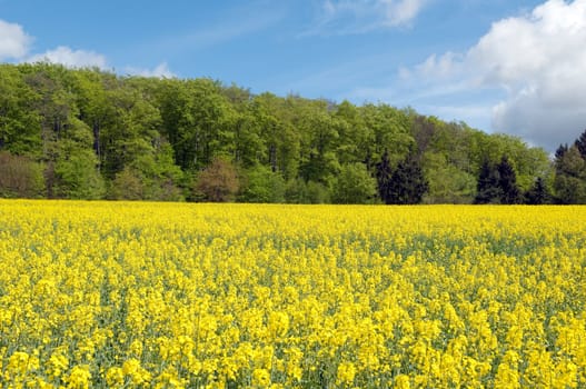 Rapsfeld, fruehling