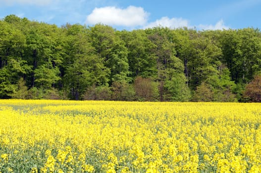 Rapsfeld, fruehling