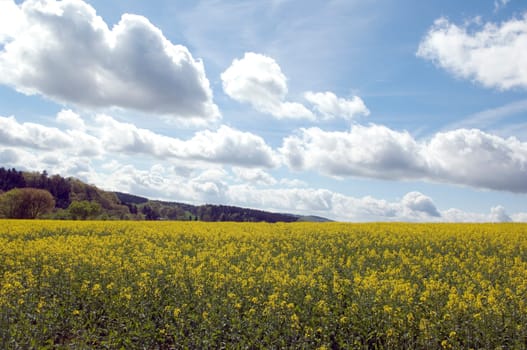 Rapsfeld, fruehling