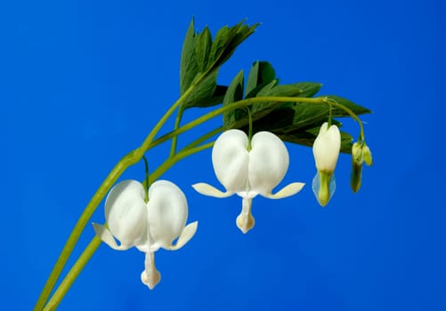 Traenendes, Herz, Weiss, Dicentra