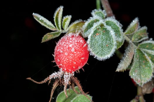 Hagebutten  Rauhreif  raureif  beeren
