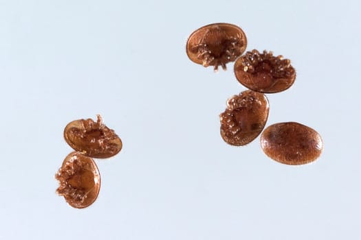 Varroamilbe, Varroa, destructor