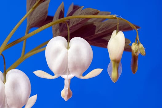 Traenendes, Herz, Weiss, Dicentra