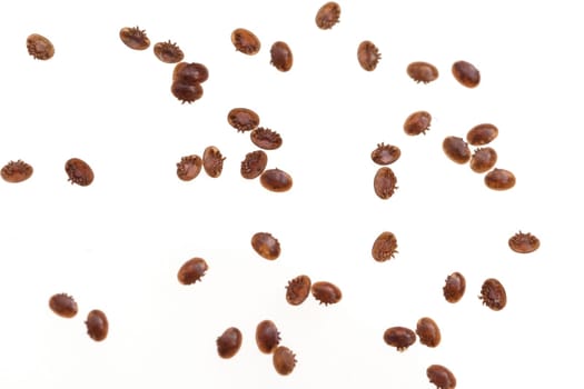 Varroamilbe, Varroa, destructor