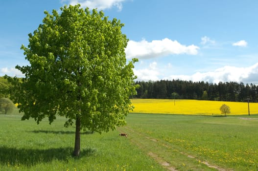 Rapsfeld, fruehling