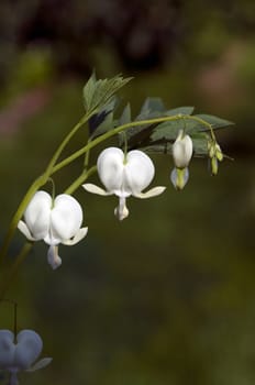 Traenendes, Herz, Weiss, Dicentra