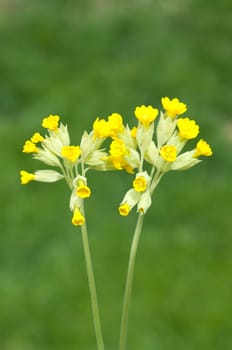 Schluesselblume  Primula veris