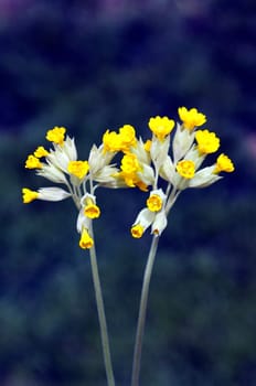 Schluesselblume  Primula veris