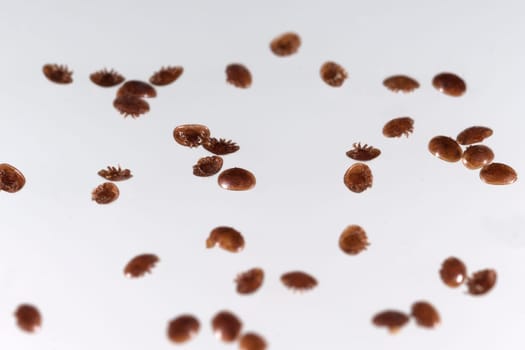 Varroamilbe, Varroa, destructor