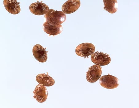 Varroamilbe, Varroa, destructor