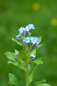 Forget-me-not,Myosotis,sylvatica