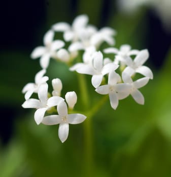 Waldmeister  Galium odoratum