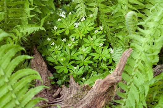 Waldmeister  Galium odoratum