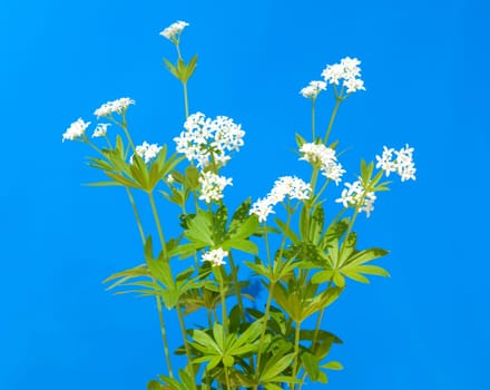 Waldmeister  Galium odoratum