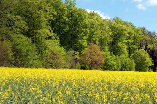 Rapsfeld, fruehling