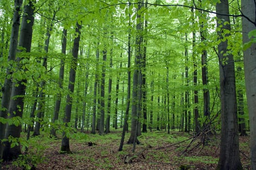 Buchenwald, Wald, Fruehjahr