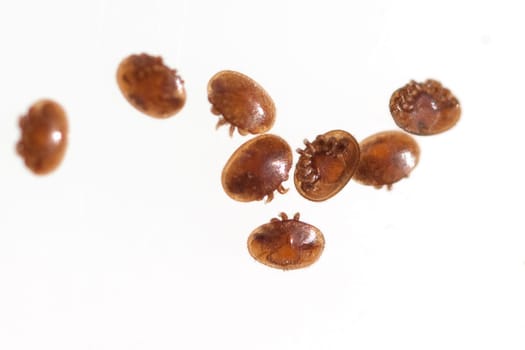 Varroamilbe, Varroa, destructor