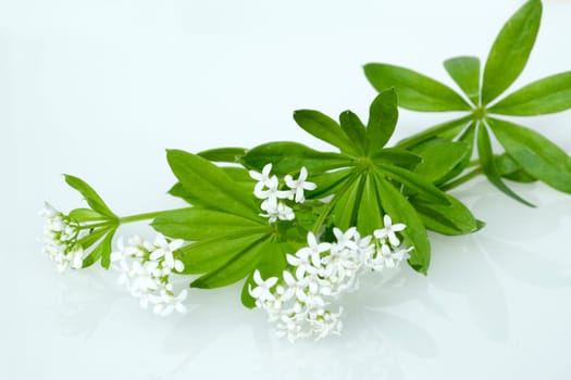 Waldmeister  Galium odoratum