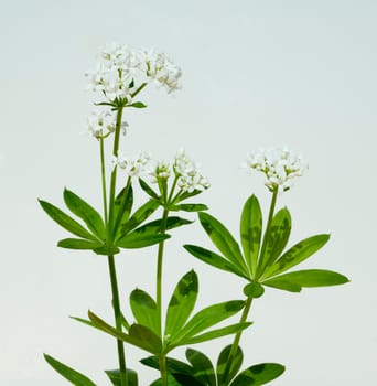Waldmeister  Galium odoratum