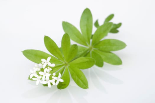 Waldmeister  Galium odoratum